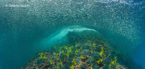 Experts agree the major threats facing the ocean are overfishing and destructive fishing practices; trash pollution,: especially plastics; habitat loss due to development; ocean acidification; dead zones; and insufficient protection of sensitive areas. Mission Blue focuses on increased protection because it offers hope for alleviating many of these issues.  While approximately 12% of land is protected through national parks and reserves, only just over 2% percent of the ocean is under any kind of protection.  The ocean is our planet’s blue heart, yet we are protecting only a fraction of it. We can do better. Help establish a network of protected areas by creating a strong community of people who care. Photograph (c) Octavio Aburto and text courtesy of Mission Blue